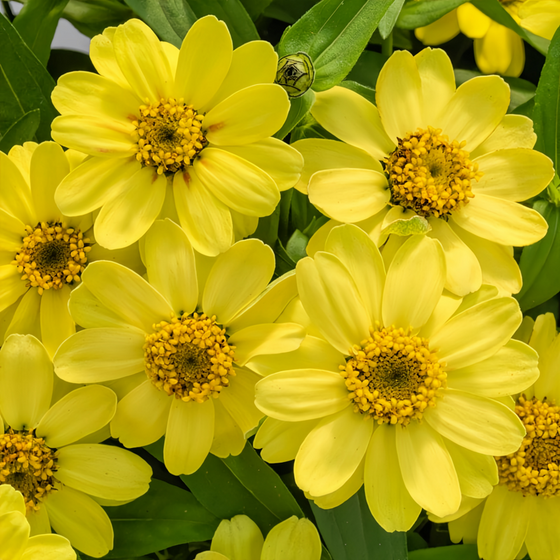 Yellow Zinnia Seeds #2