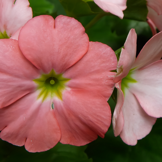 Hybrida Large Pollen Red Petunia Seeds