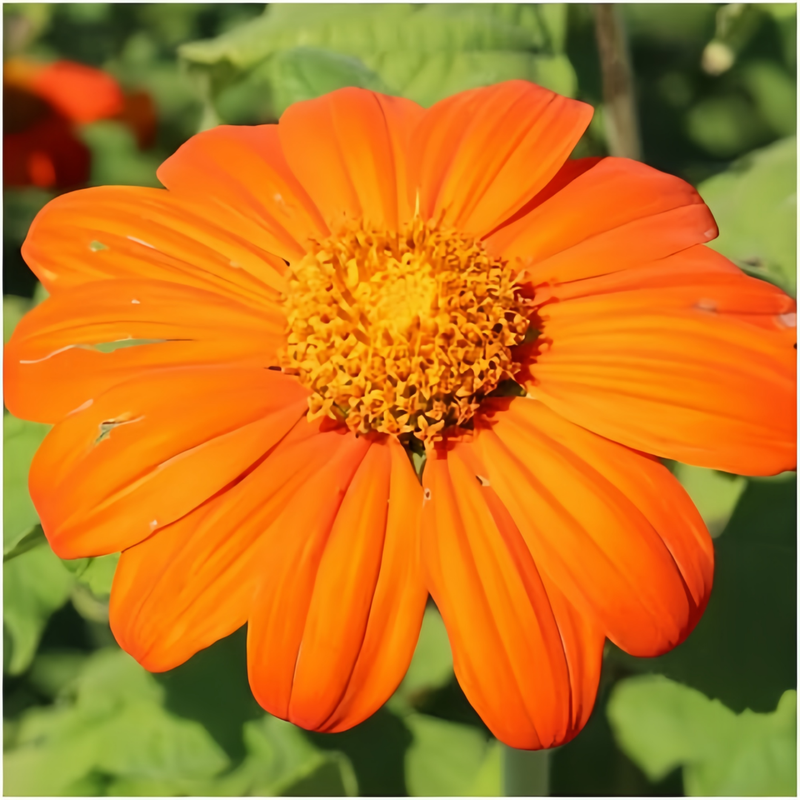 Elegans Abundant Orange Zinnia Seeds