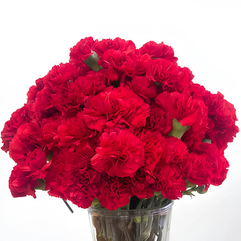 Red Dianthus Seeds #1