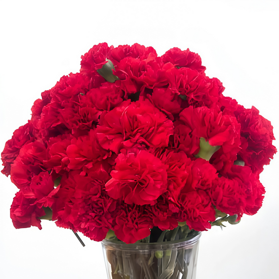 Red Dianthus Seeds #1