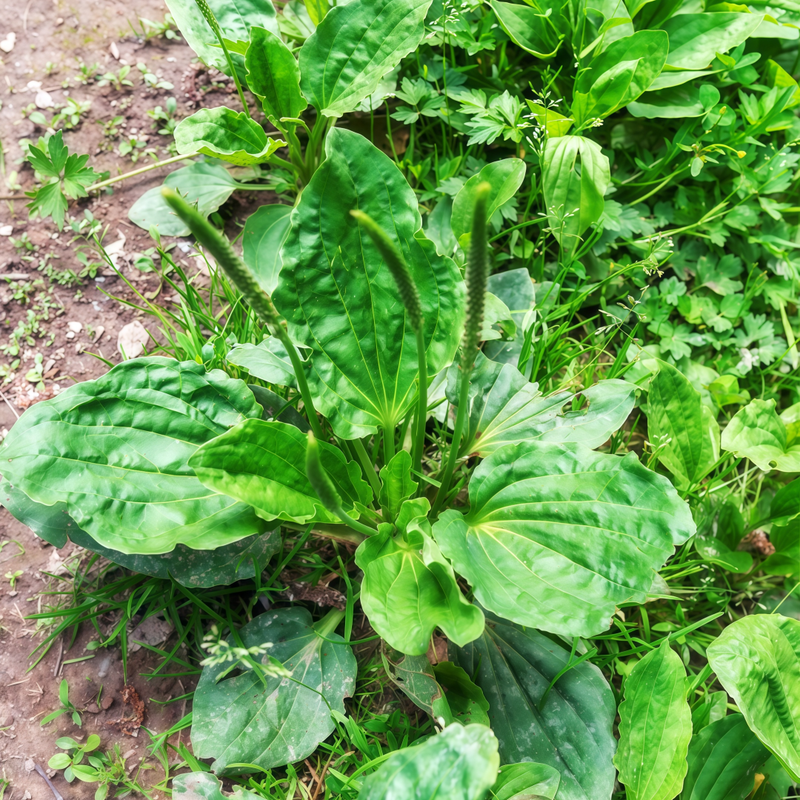 Plantago Asiatica Asian Plantain Seeds