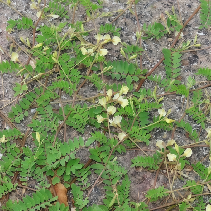 Complanatus R Astragalus Seeds