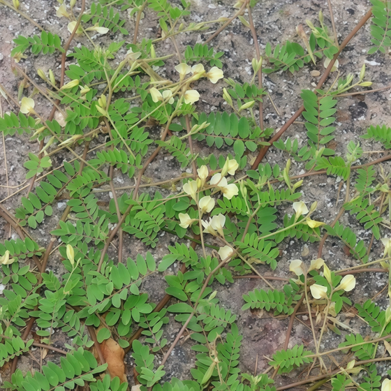Complanatus R Astragalus Seeds