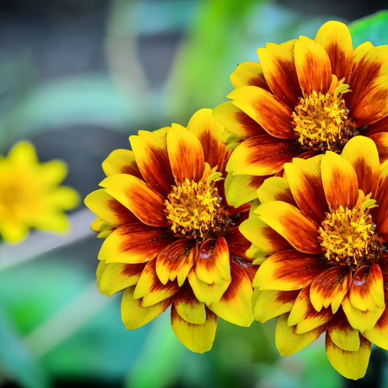 Mix Zinnia Seeds #2
