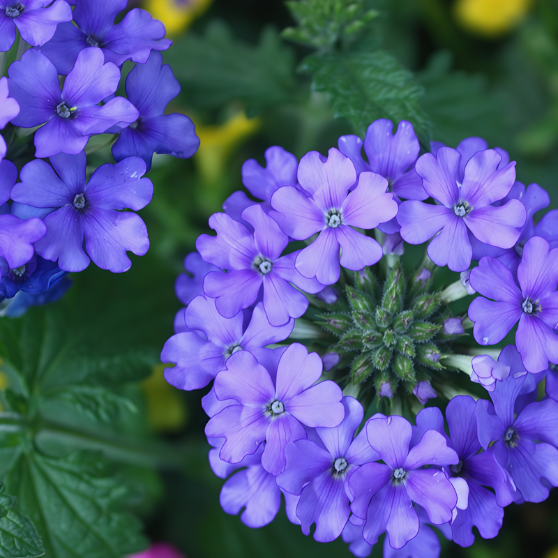 Blue Verbena Seeds #1