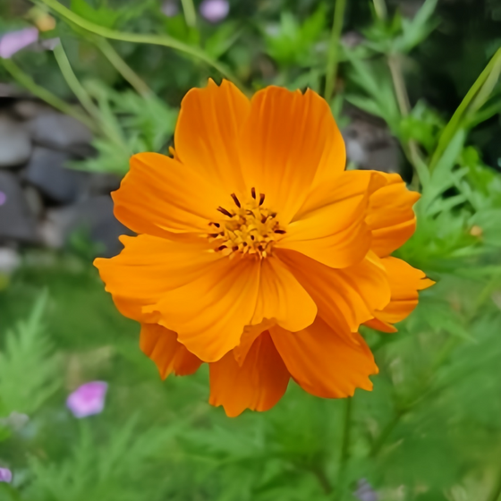 Orange Cosmos Seeds