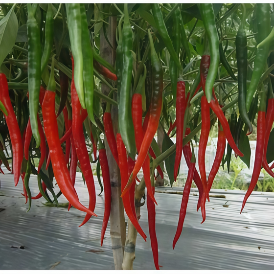 Red Line Conoides Pepper Seeds