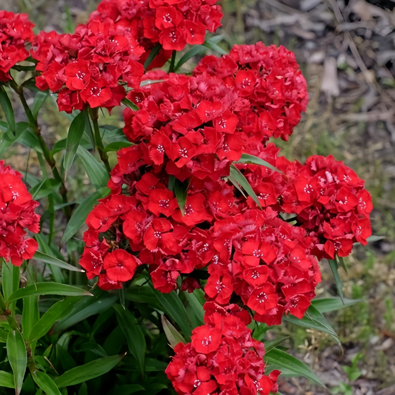 Bright Red Dianthus Seeds