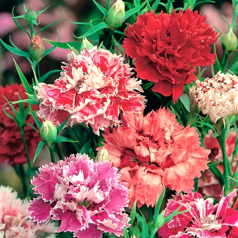 Colour Mix Dianthus Seeds