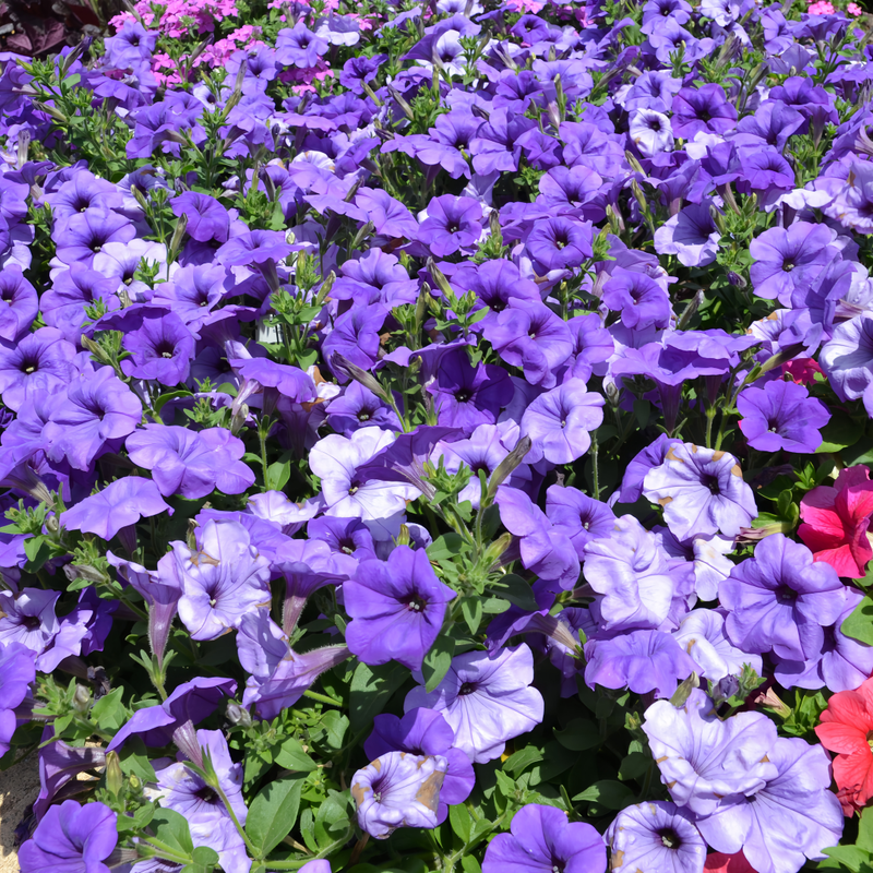 Hybrida Sky Blue Petunia Seeds