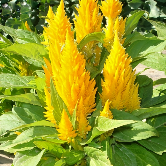 Cristata Torch Yellow Celosia Seeds