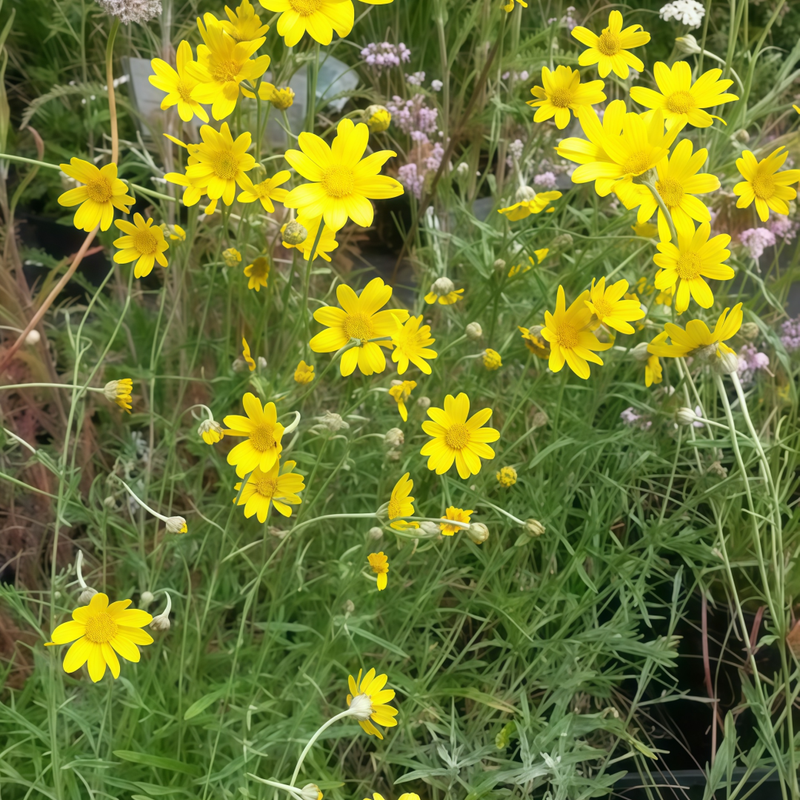 Ursinia Seeds - Yellow #2