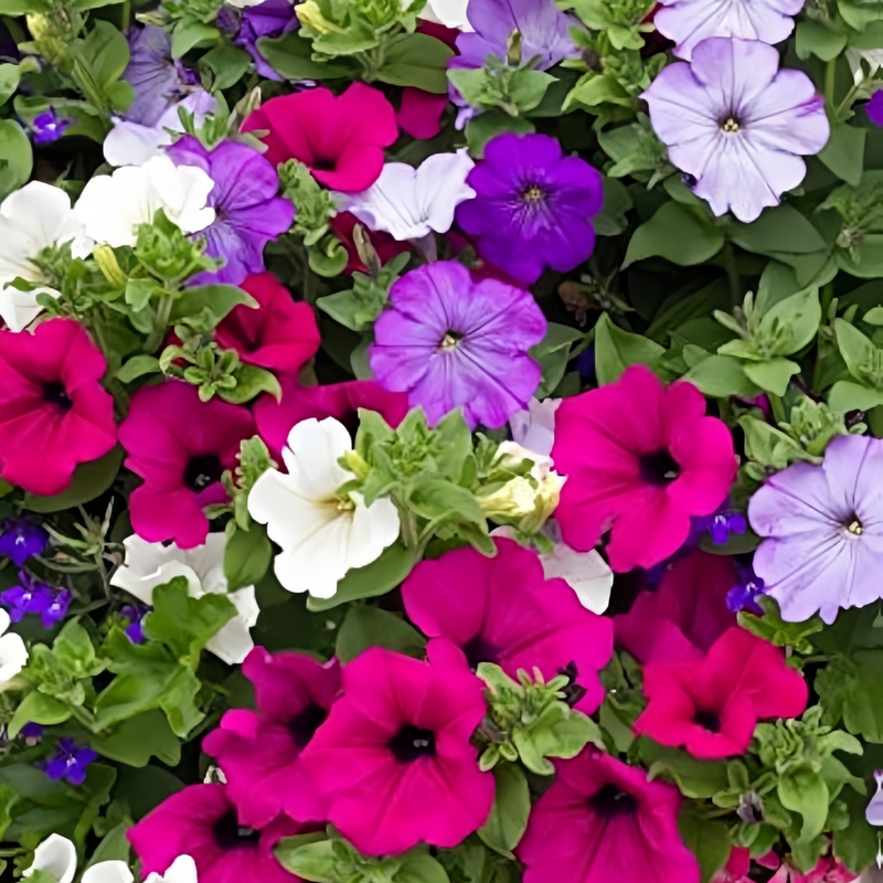 Hybrida Mix Petunia Seeds