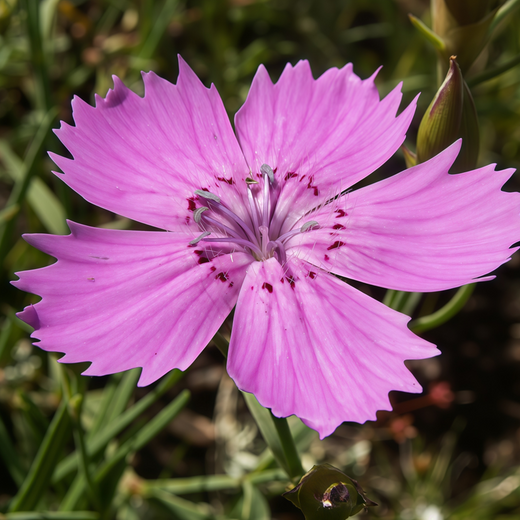 Single Petaled Rose Red Dianthus Seeds