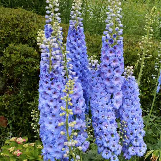 Delphinum Delphinium Seeds - Blue Seeds