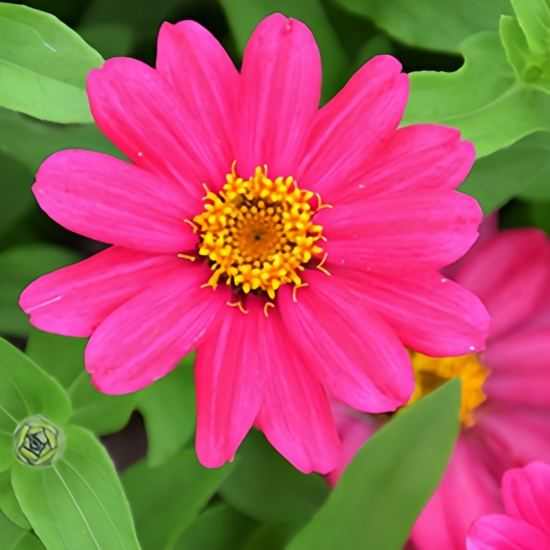 Elegans Cherry Red Zinnia Seeds