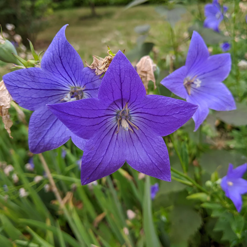 Platycodon Grandiflorusjacq Dc Balloon Flower Seeds