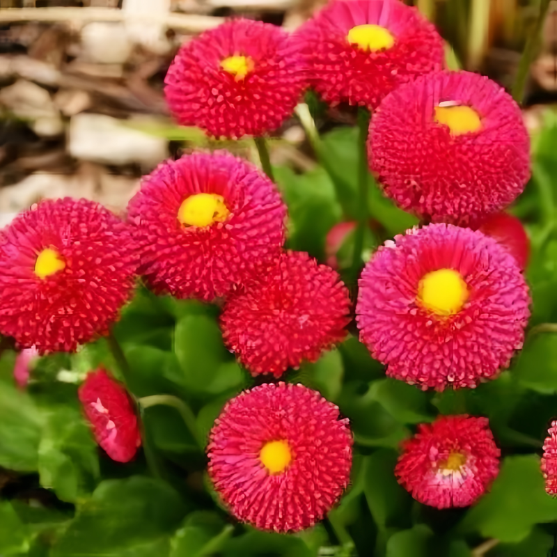 Bellis Medium Sized Red English Daisy Seeds