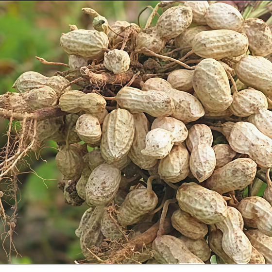 Peanut Seeds #2