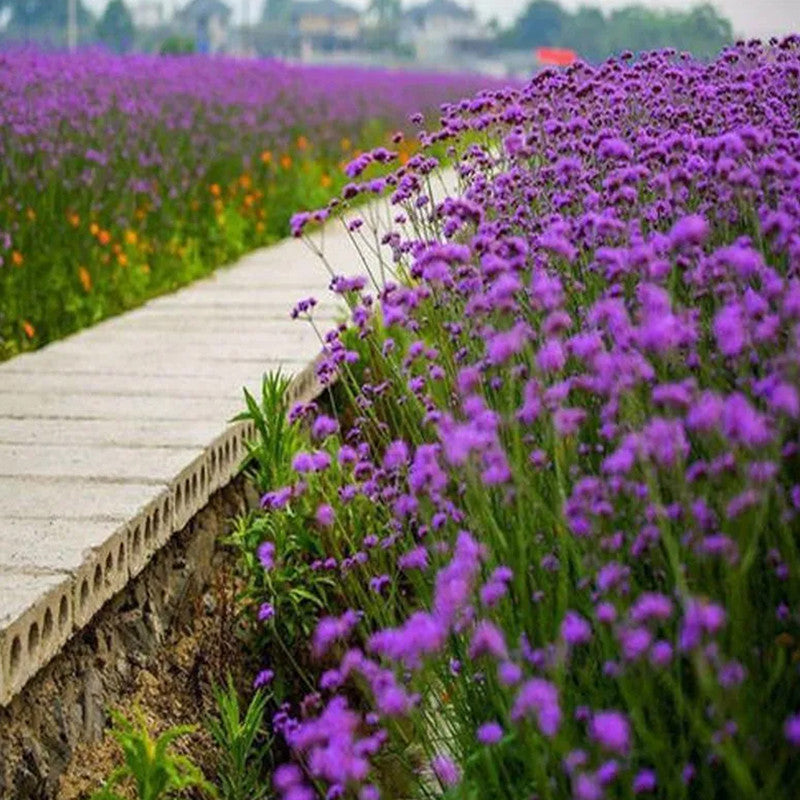 Officinalis Purplish Red Verbena Seeds