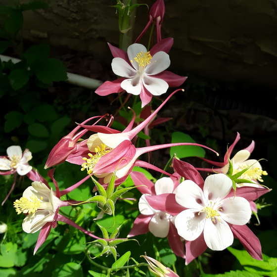 Red Columbine Seeds