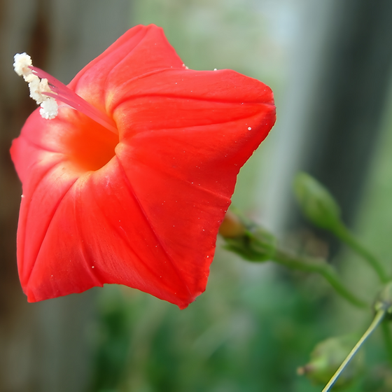 Ipomoea Quamoclit Palmar Shape Red Morning Glory Seeds