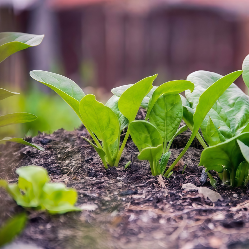 Spinach Seeds #2