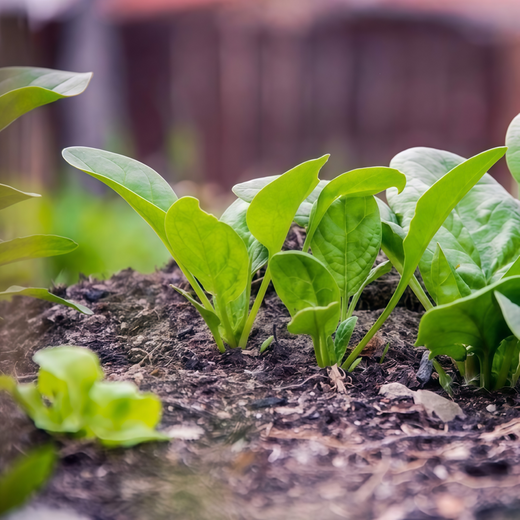 Spinach Seeds #2