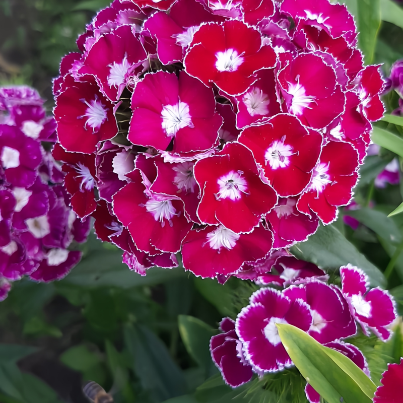 Spherical Mix Dianthus Seeds
