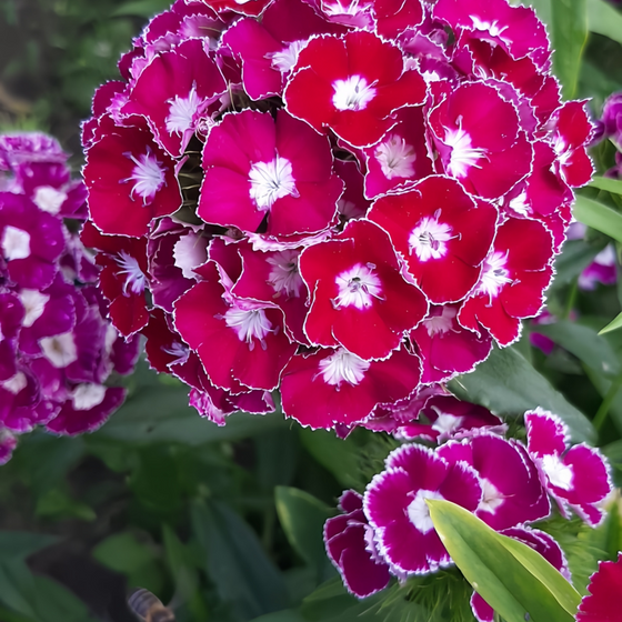 Spherical Mix Dianthus Seeds