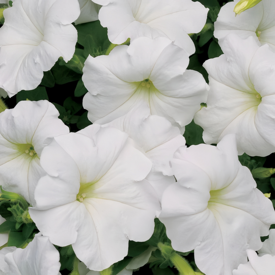 White Petunia Seeds #2