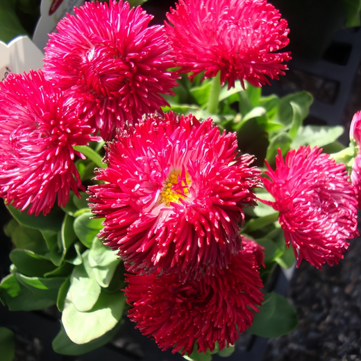 Bellis Red English Daisy Seeds