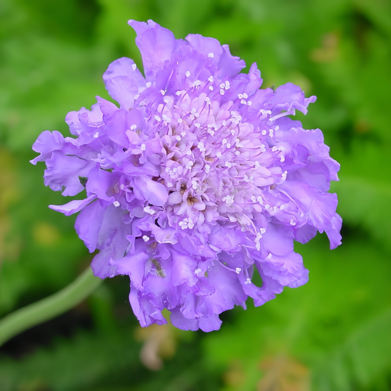 Atropurpurea Scabiosa Seeds - Blue Seeds