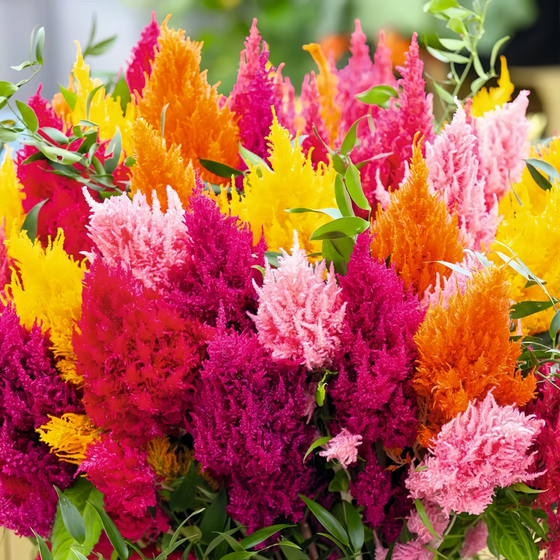 Cristata Three Colours Mix Celosia Seeds