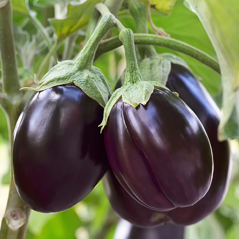 Fat Purple Solanum Seeds