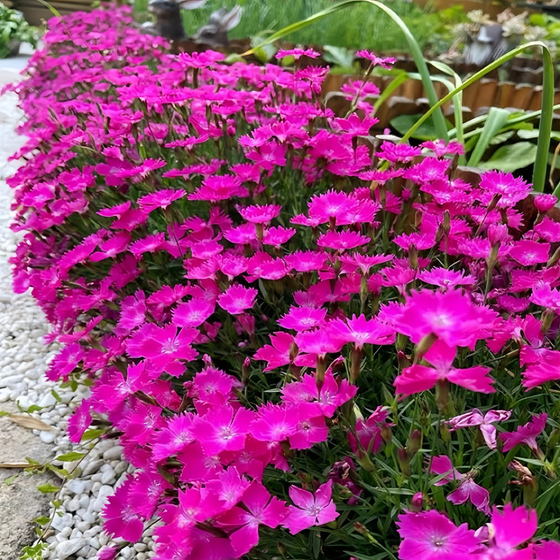 Rose Red Dianthus Seeds #2