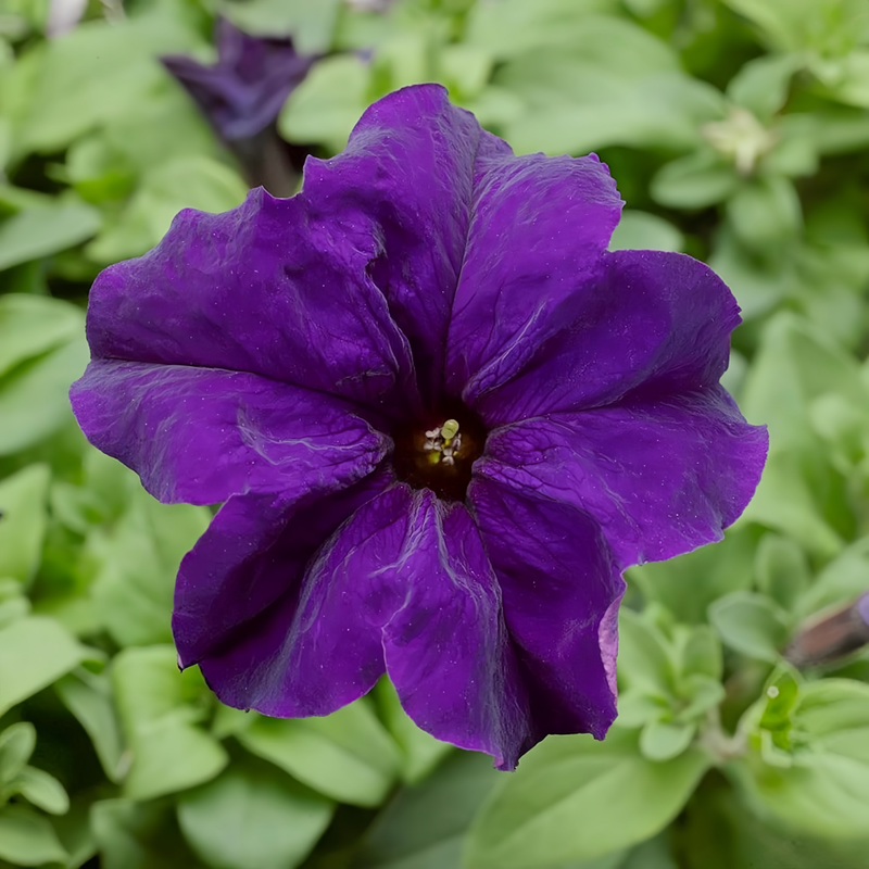 Hybrida Purplish Red Petunia Seeds