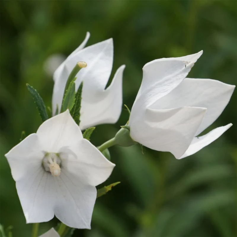 Platycodon Grandiflorusjacq Dc Balloon Flower Seeds - White Seeds