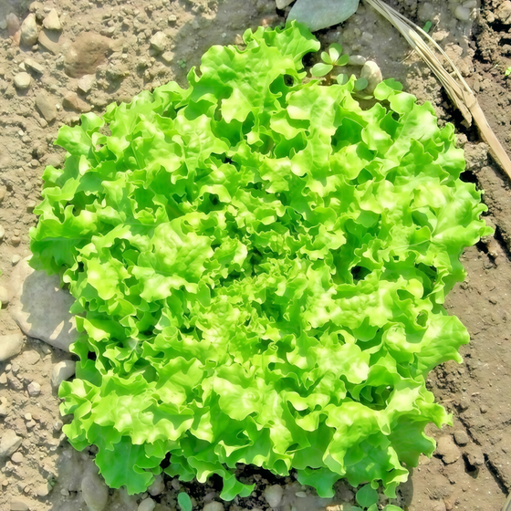 Lactuca Sativa Linn Lettuce Seeds - Green Seeds