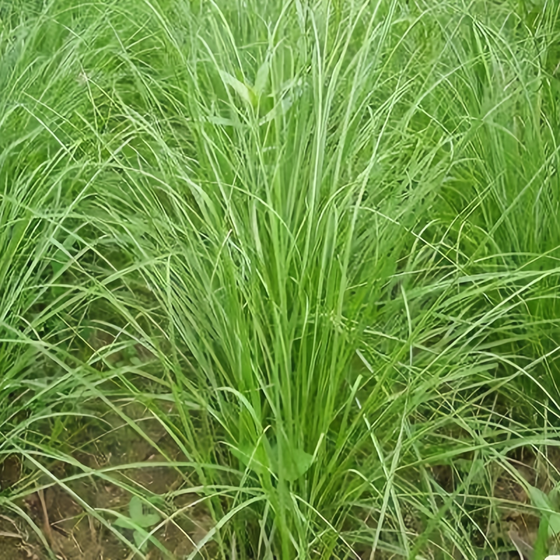 Bahia Grass Seeds