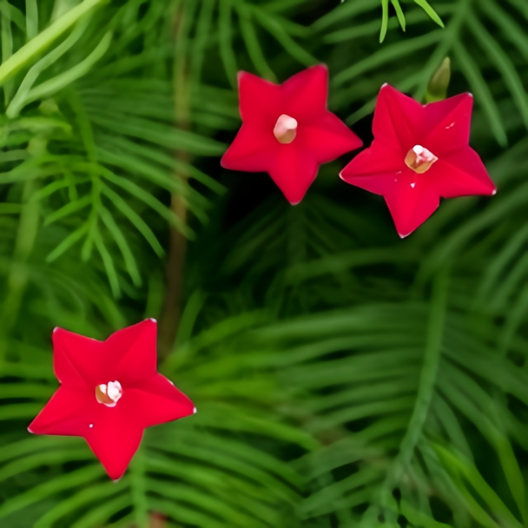 Ipomoea Quamoclit Red Morning Glory Seeds