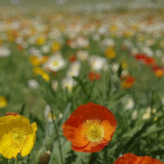 Papaver Large Mixed Poppy Seeds