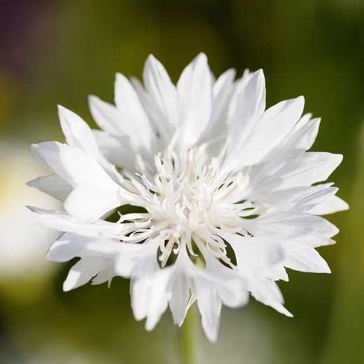 Cornflower Seeds - White