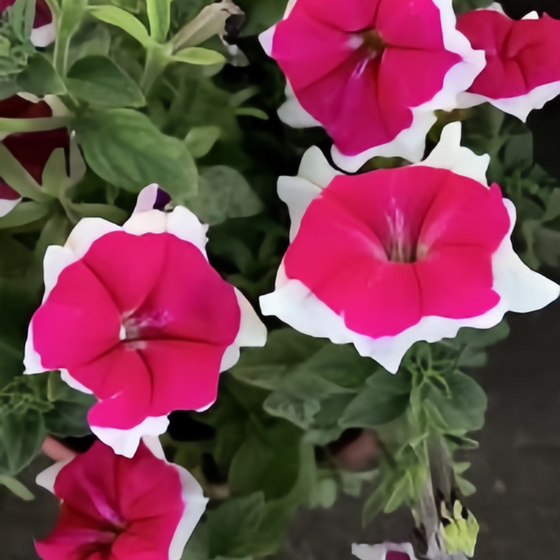 Hybrida Circled Mix Petunia Seeds
