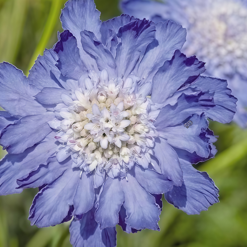 Sky Scabiosa Seeds - Blue Seeds