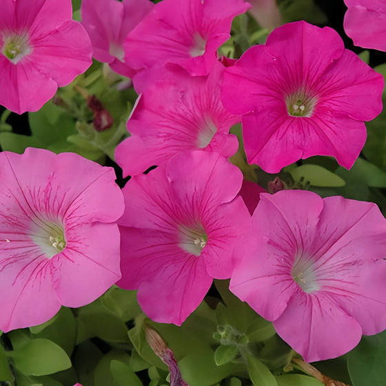 Hybrida Vein Pink Petunia Seeds