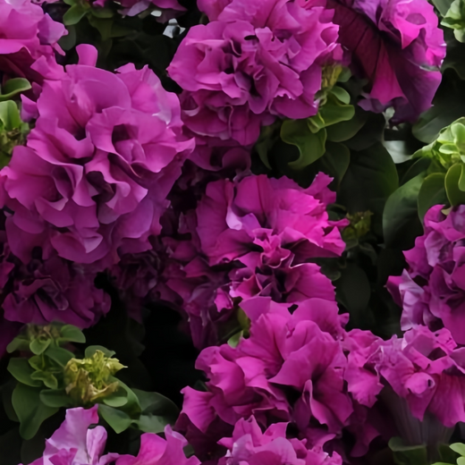 Rose Red Petunia Seeds #3