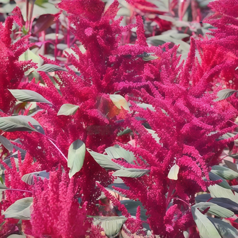 Amaranthus Caudatus Leaves Red Love Lies Bleeding Amaranth Seeds