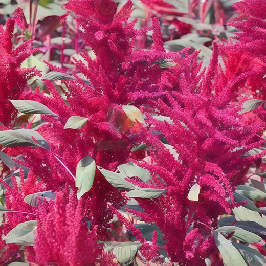 Amaranthus Caudatus Leaves Red Love Lies Bleeding Amaranth Seeds